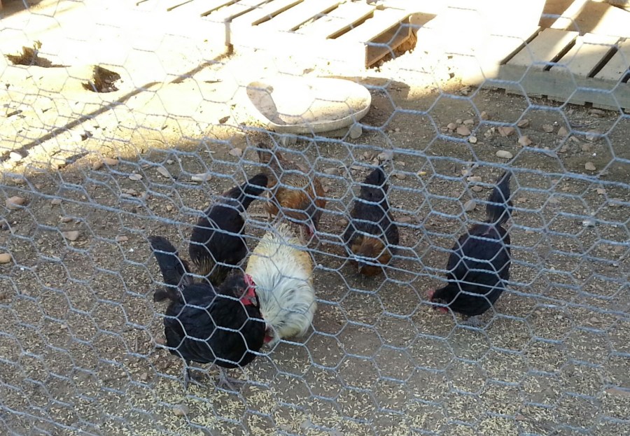 Mike's Chickens